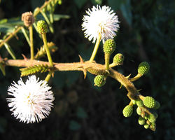 you will see many interesting plant species on our hikes